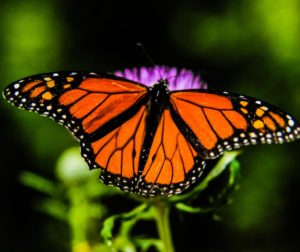 normal butterfly wings spread to fly