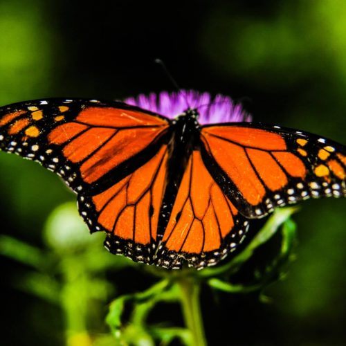 how to live a fulfilled life symbolized by an orange butterfly