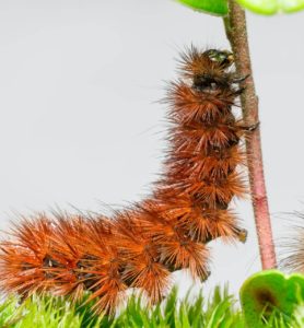 caterpillar on a stem