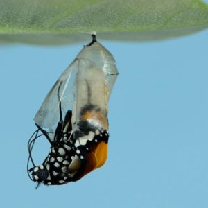 caterpillar has changed to butterfly and emerges from chrysalis