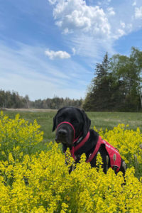 Dekker, a dog who writes advice