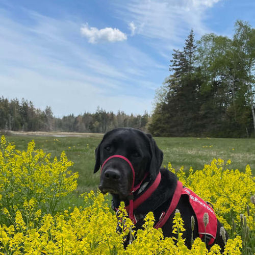 Dekker, a dog who writes advice