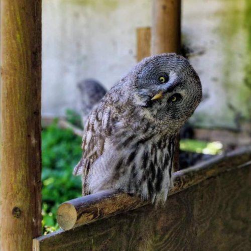And owl tilts his head with curiosity as to about meaning and purpose