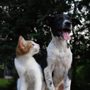 cat looking at dog wondering what he is thinking