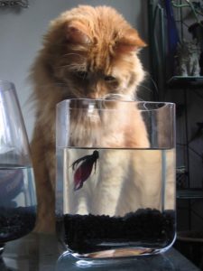 what is this pet cat thinking as he watch a fish in the bowl