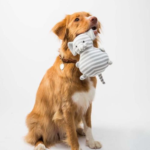 golden retreiver with a toy in his mouth, aging gratefully