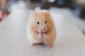 What is this pet hamster thinking?