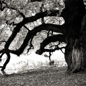 an old oak tree is there meaning and purpose in growing old