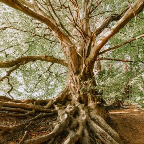 aging tree trunk