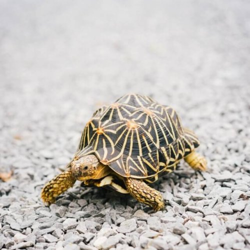 a tortoise with a slow pace for living