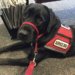 Dekker, the service dog, thinking about his answer to aging Ardis Mayo