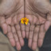 yellow flower as example of a tiny thing held in cupped hands