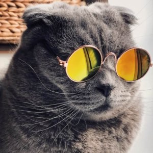 authenticity cat wearing sunglasses