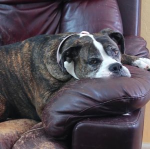 procrastination shown by a boston terrier with his chin resting on the arm of a leather sofa, ARdis Mayo