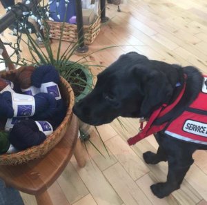 Dekker ponders a basket of yarn