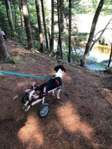 bebe wheelchair dog