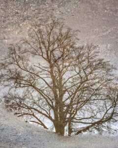 reflection in puddle