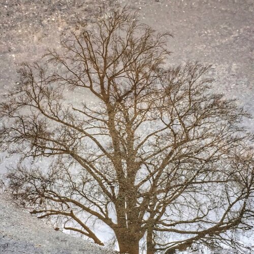 reflection in puddle