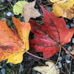 Maine autumn leaves