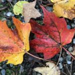 Maine autumn leaves